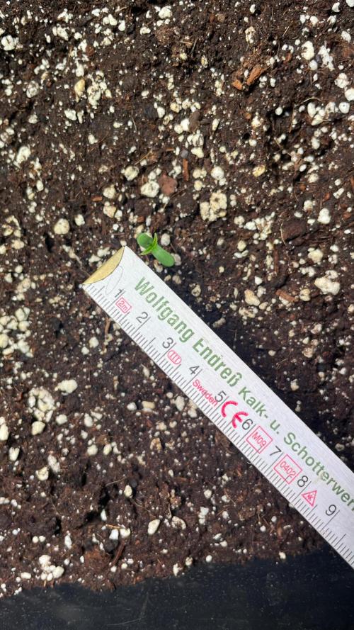 Autoflower World Cup 2026. Week 1 - Red Stripe