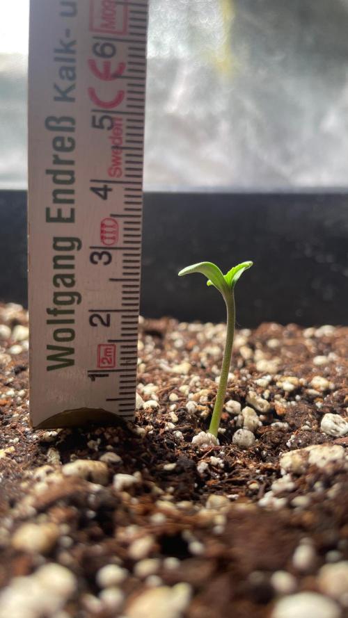 Autoflower World Cup 2026. Week 1 - Red Stipe