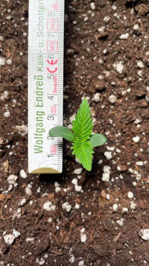 Autoflower World Cup 2026. Week 1 - Red Stripe