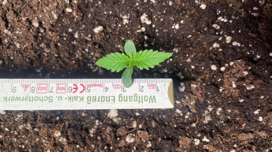 Autoflower World Cup 2026. Week 1 - Red Stripe