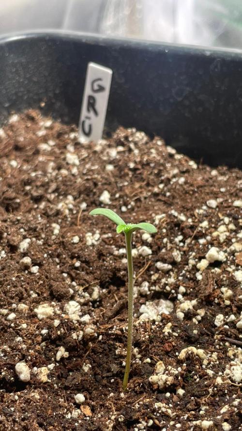 Autoflower World Cup 2026. Week 1 - Black Guava