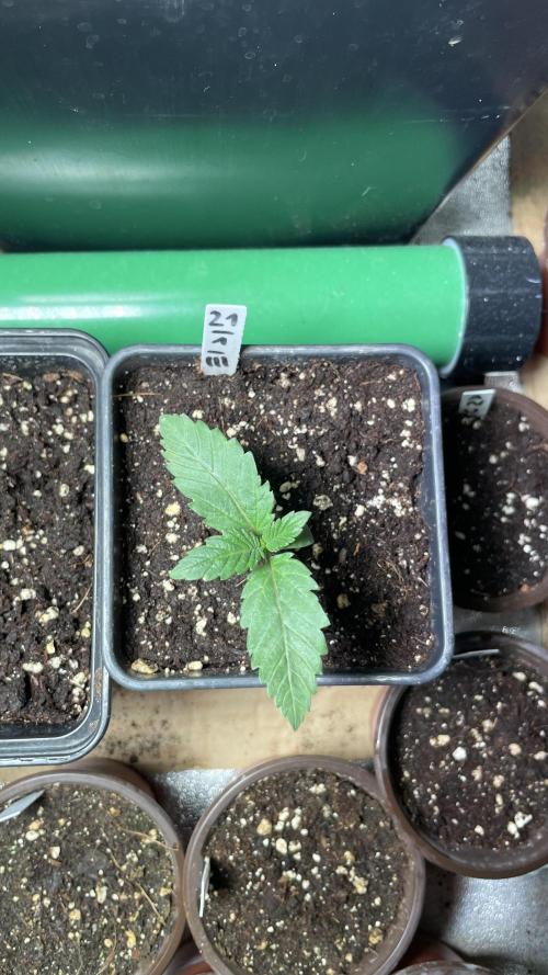 GMSDSP. Week 2 - #3 El Chapo