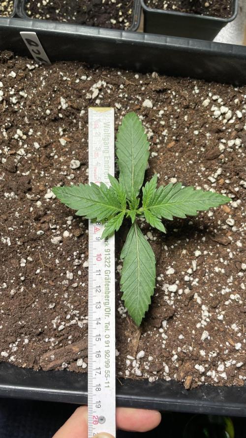 Autoflower World Cup 2026. Week 2 - Red Stripe