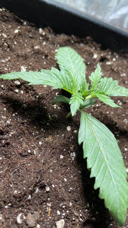 Autoflower World Cup 2026. Week 2 - Red Stripe