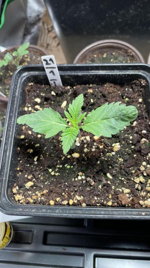 GMSDSP. Week 2 - #1 Tag 14