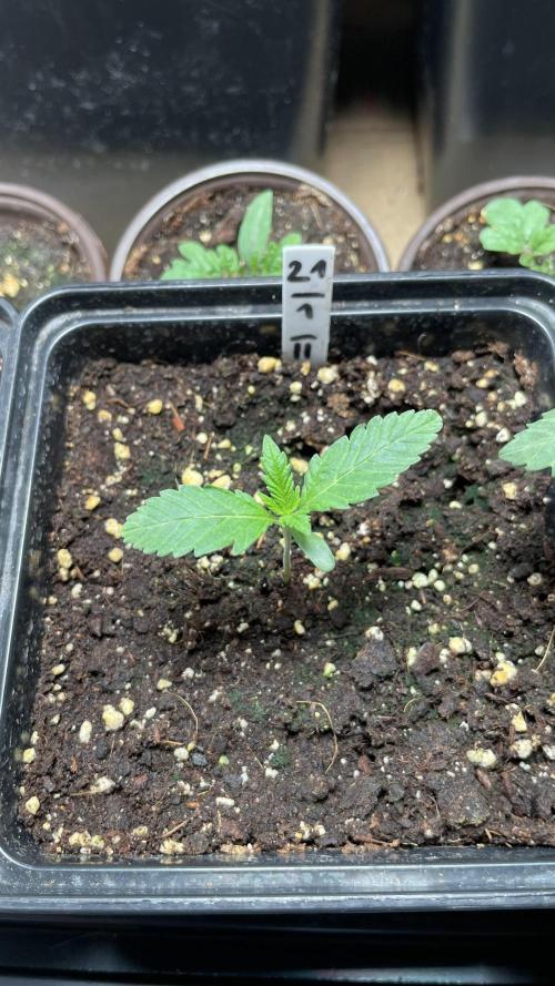 GMSDSP. Week 2 - #2 Tag 14