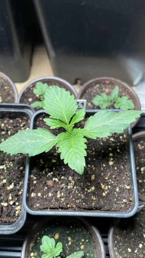 GMSDSP. Week 2 - #3 Tag 14