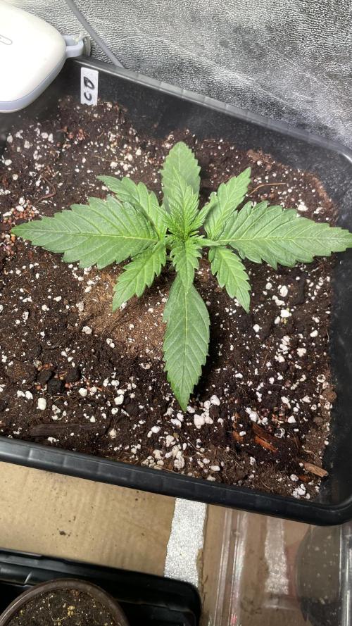 Autoflower World Cup 2026. Week 2 - Red Stripe Tag 15