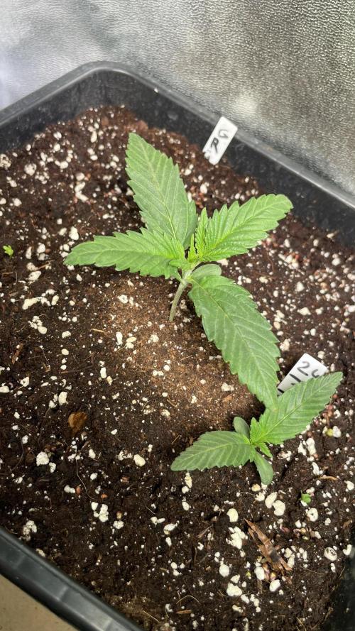 Autoflower World Cup 2026. Week 2 - Black Guava Tag 15
