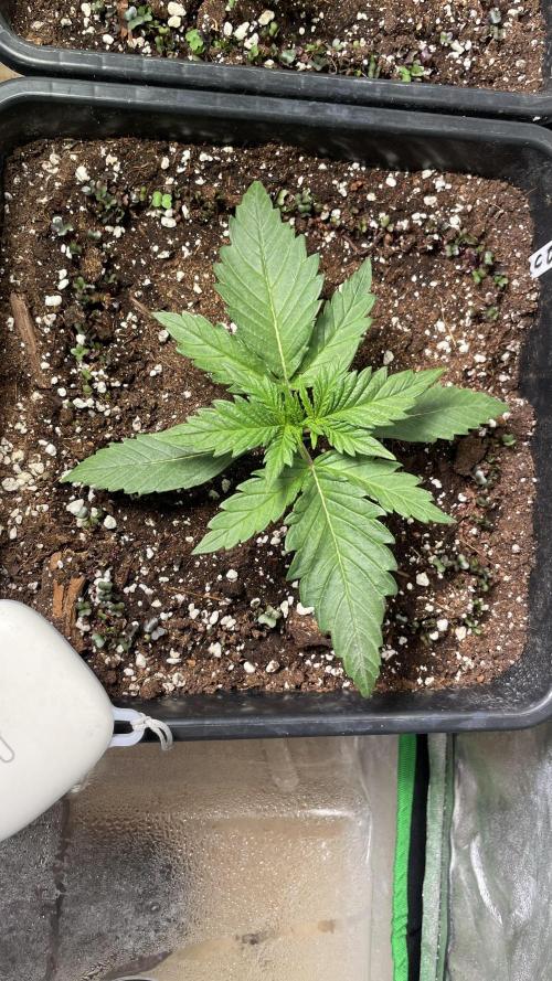 Autoflower World Cup 2026. Week 3 - RED STRIPE WOCHE 3