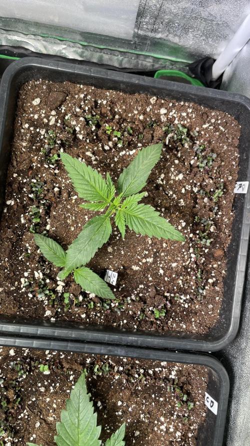 Autoflower World Cup 2026. Week 3 - BLACK GUAVA WOCHE 3