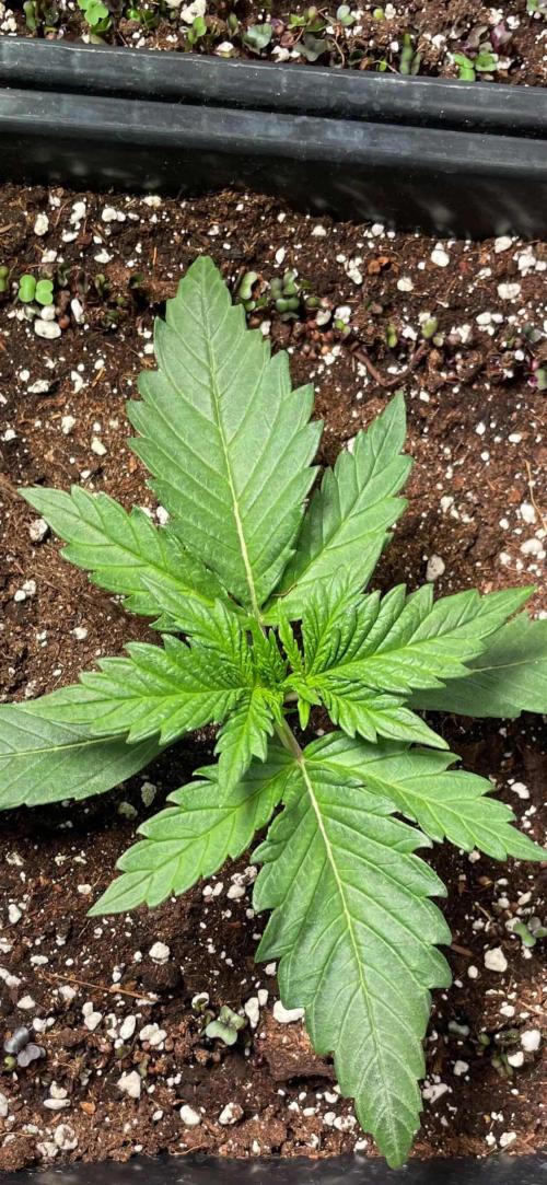 Autoflower World Cup 2026. Week 3 - RED STRIPE WOCHE 3