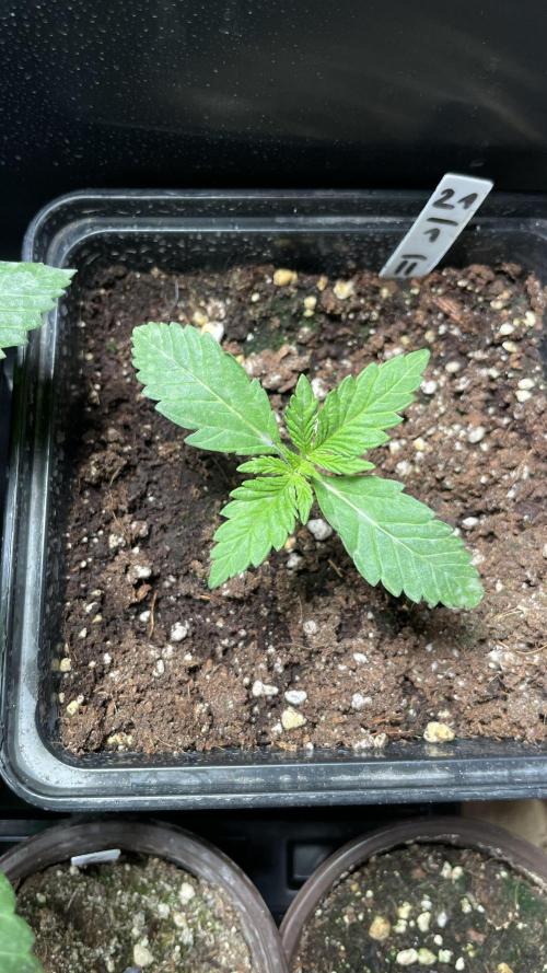 GMSDSP. Week 3 - #1 Tag 15