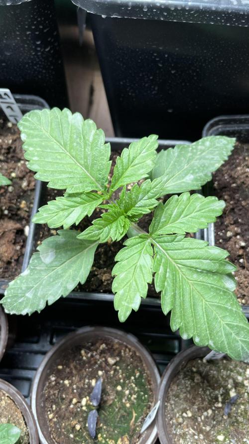 GMSDSP. Week 3 - #3 Tag 15