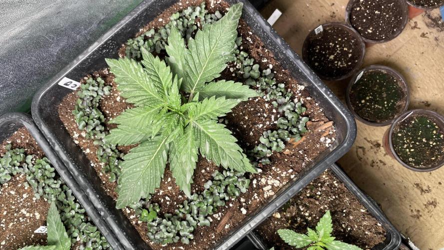 Autoflower World Cup 2026. Week 3 - RED STRIPE