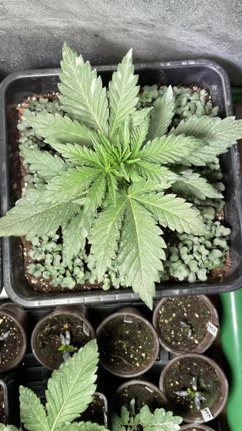 Autoflower World Cup 2026. Week 3 - RED STRIPE ENDE WOCHE 3