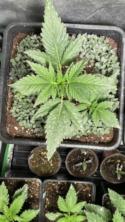 Autoflower World Cup 2026. Week 3 - BLACK GUAVA ENDE WOCHE 3