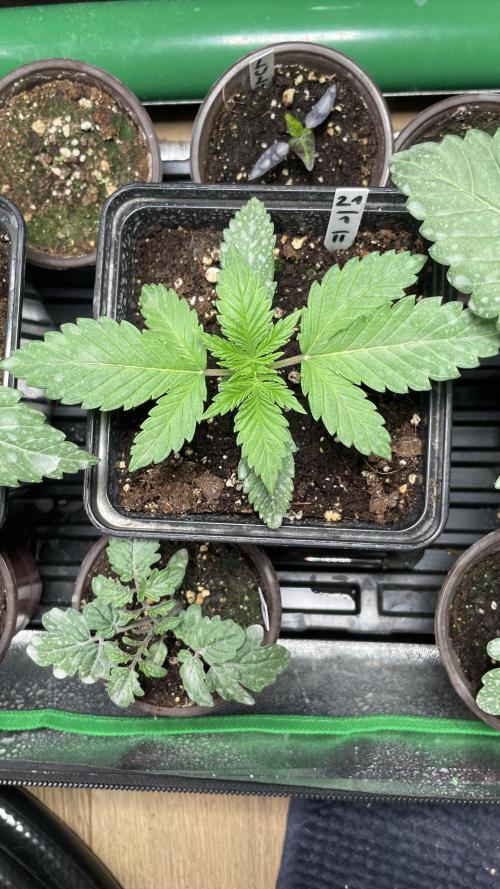 GMSDSP. Week 3 - #2 Tag 19
14 Tage nach Keimung