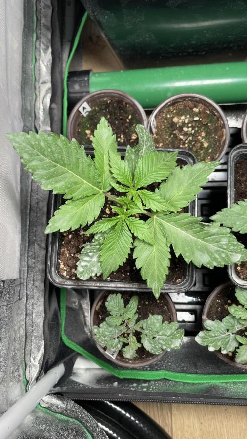 GMSDSP. Week 3 - #3 Tag 19
17 Tage nach Keimung