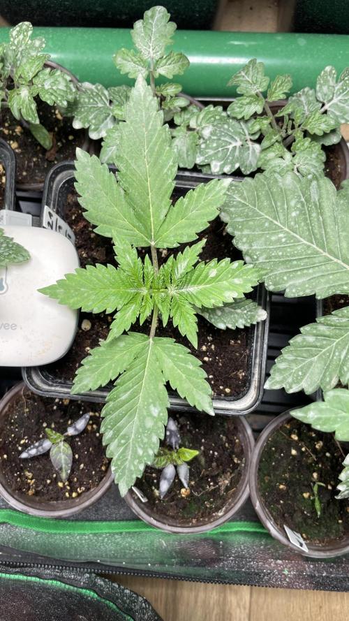 GMSDSP. Week 3 - #2 Tag 21