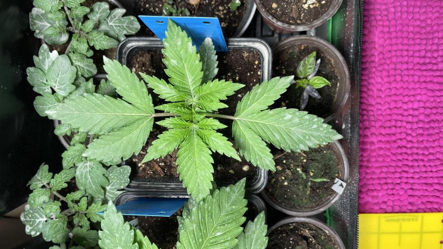 GMSDSP. Week 4 - #2 FORREST GUMP