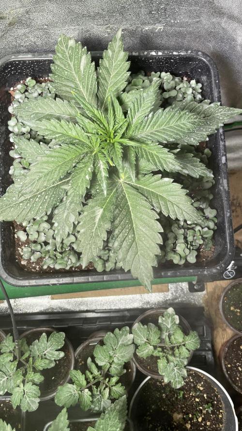 Autoflower World Cup 2026. Week 4 - RED STRIPE