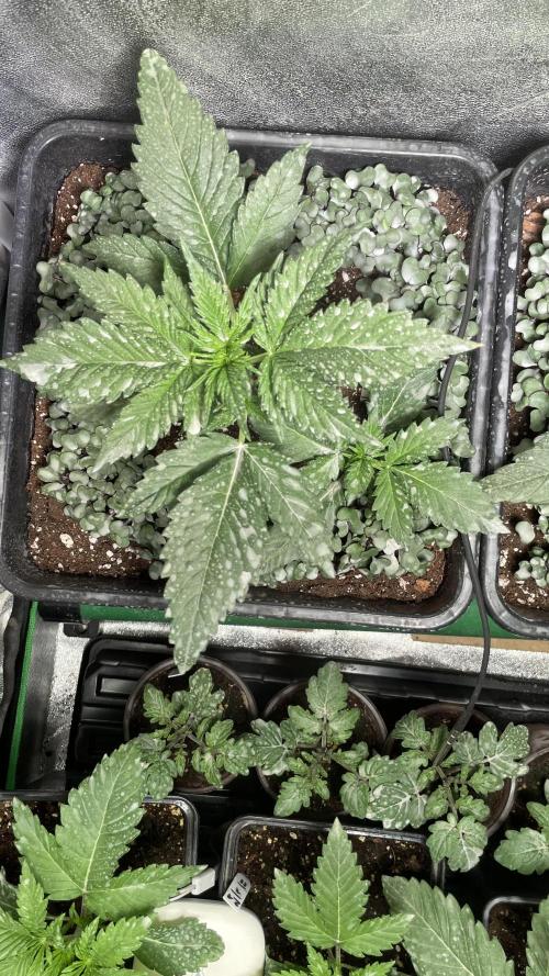 Autoflower World Cup 2026. Week 4 - BLACK GUAVA with Baby  Black Guava