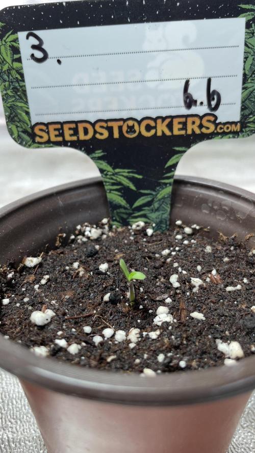 Seedstockers - 2026 Chikita Manzana. Week 0 - After 60h