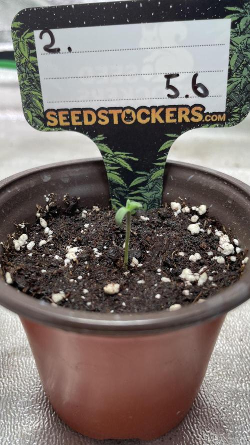 Seedstockers - 2026 Chikita Manzana. Week 0 - After 48h