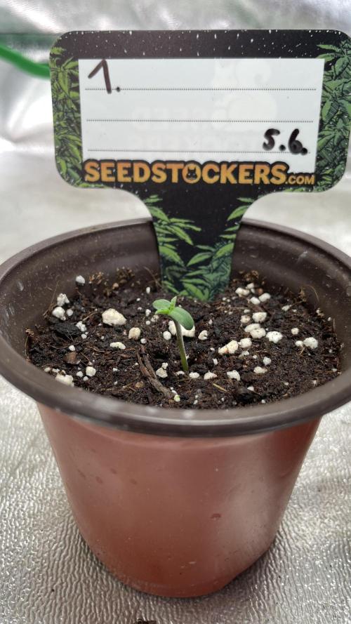Seedstockers - 2026 Chikita Manzana. Week 0 - After 48h