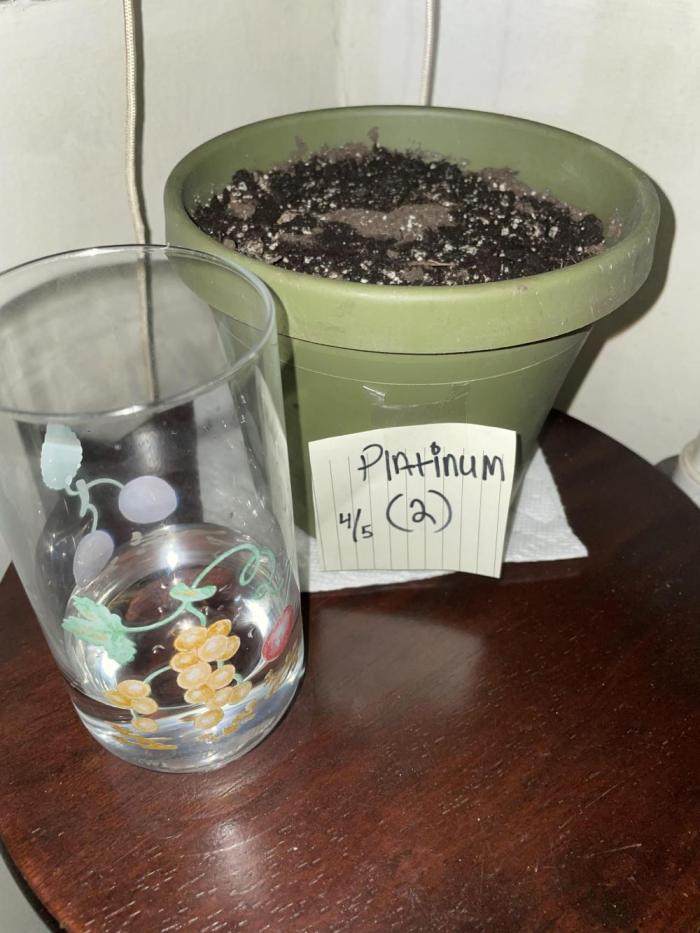 Platinum OG - Holi Moli Seeds. Week 0