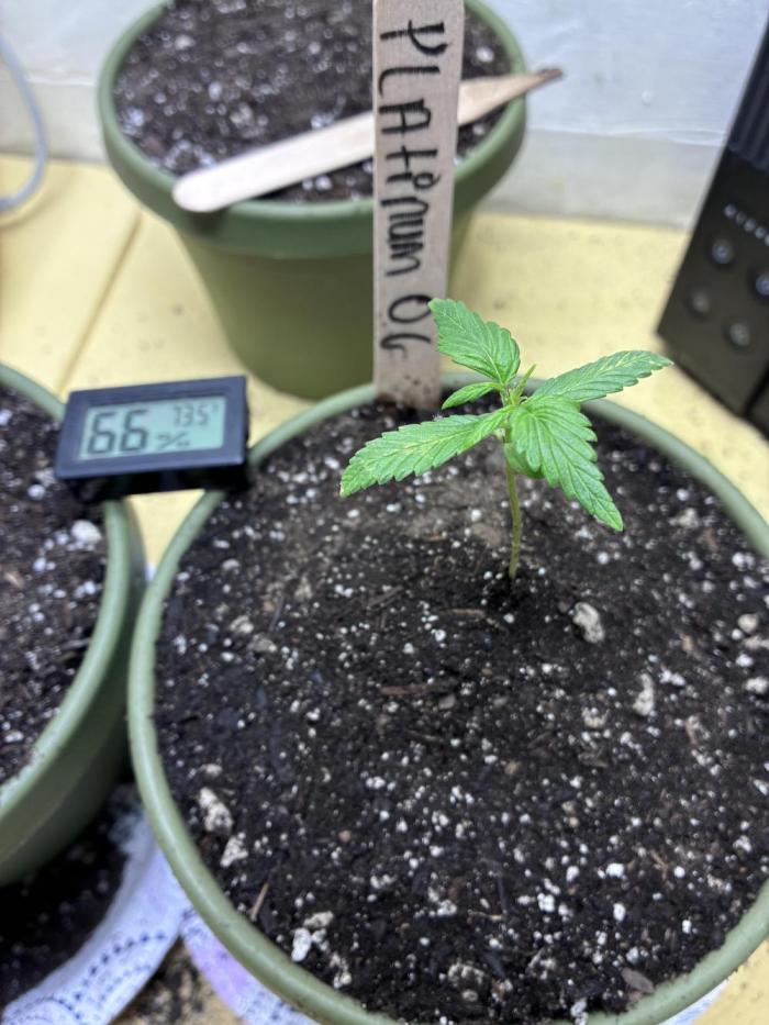 Platinum OG - Holi Moli Seeds. Week 3