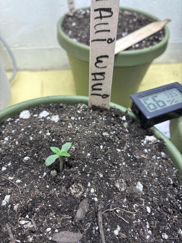 Maui Waui - Holi Moli Seeds. Week 0