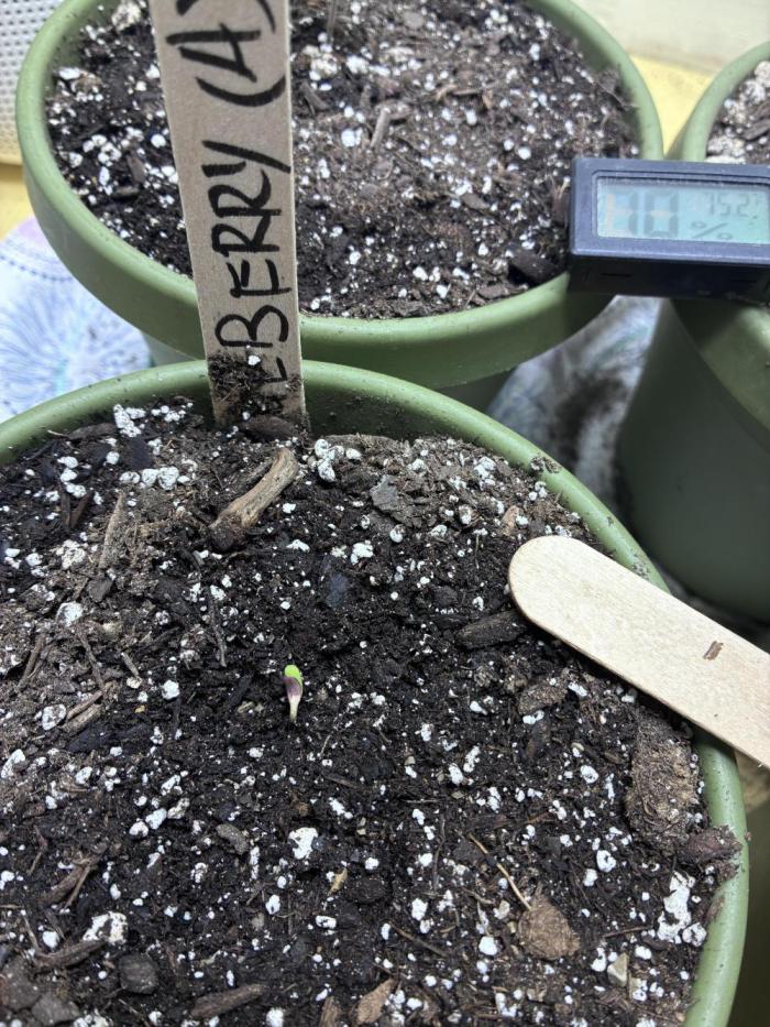Blueberry Auto - Holi Moli Seeds. Week 0