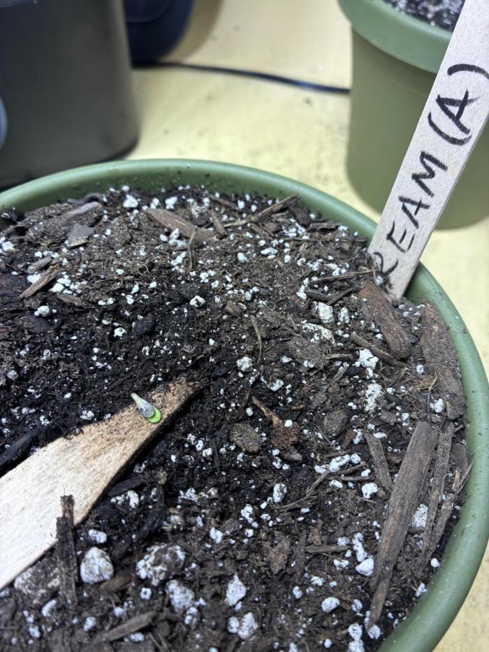 Blue Dream Auto - Holi Moli Seeds. Week 0