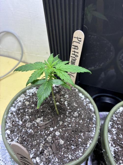 Platinum OG - Holi Moli Seeds. Week 4
