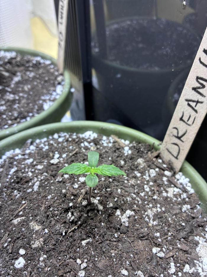 Blue Dream Auto - Holi Moli Seeds. Week 1