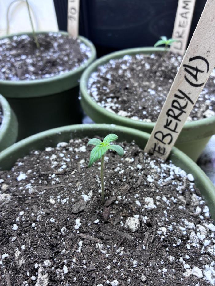 Blueberry Auto - Holi Moli Seeds. Week 1