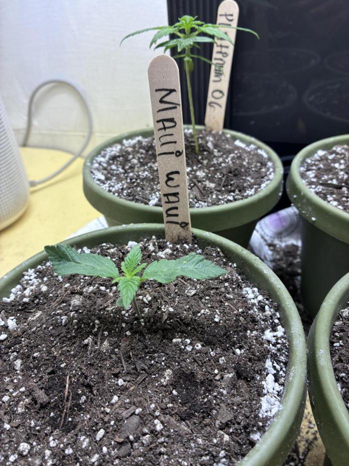 Maui Waui - Holi Moli Seeds. Week 1