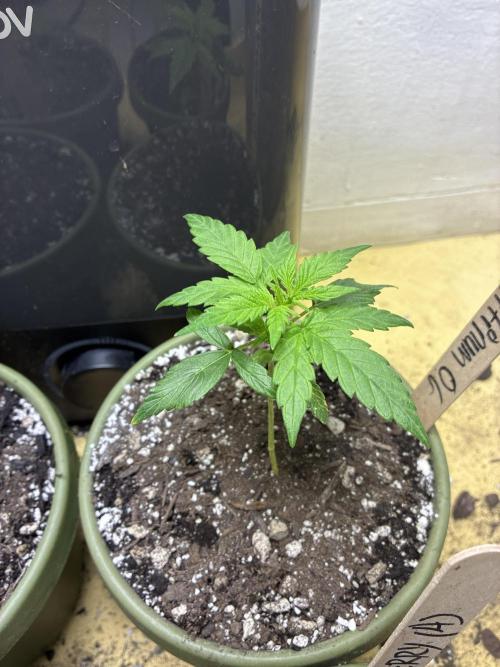 Platinum OG - Holi Moli Seeds. Week 4