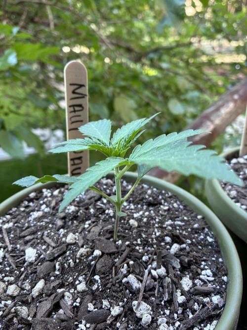 Maui Waui - Holi Moli Seeds. Week 2