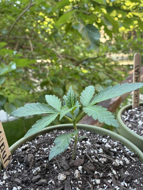 Maui Waui - Holi Moli Seeds. Week 2