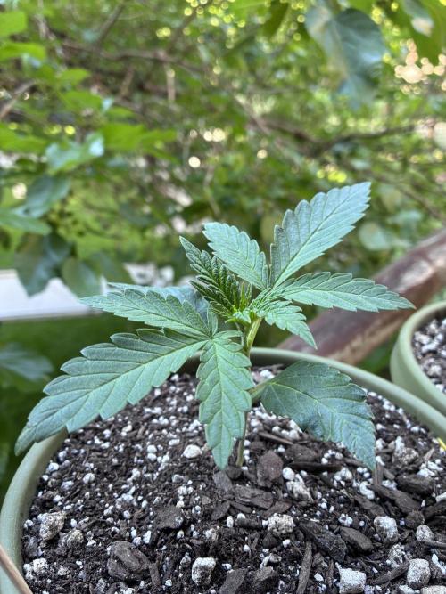 Maui Waui - Holi Moli Seeds. Week 2