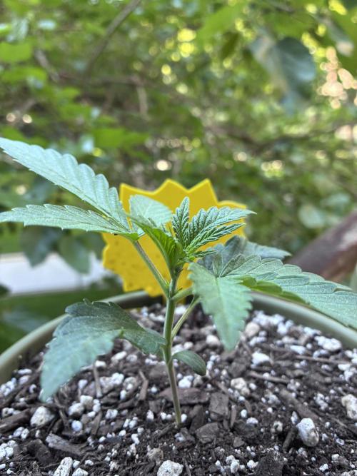 Maui Waui - Holi Moli Seeds. Week 2