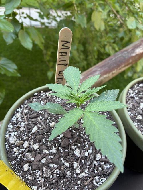 Maui Waui - Holi Moli Seeds. Week 2
