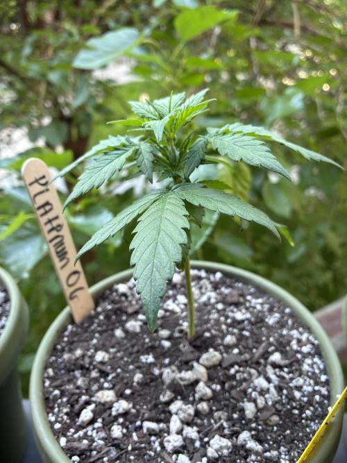 Platinum OG - Holi Moli Seeds. Week 5