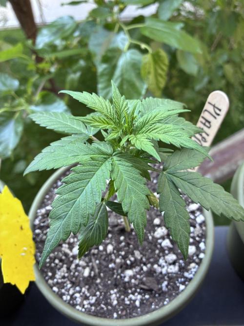 Platinum OG - Holi Moli Seeds. Week 5