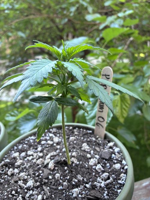 Platinum OG - Holi Moli Seeds. Week 5