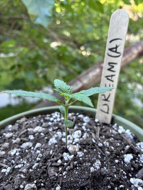 Blue Dream Auto - Holi Moli Seeds. Week 2
