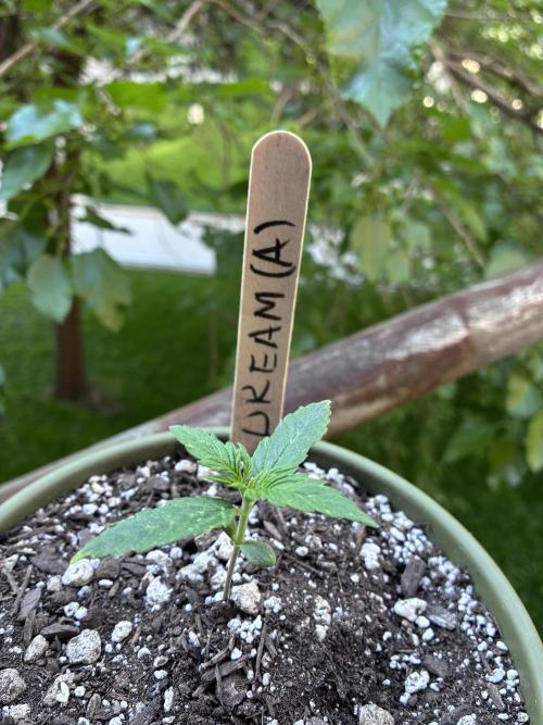 Blue Dream Auto - Holi Moli Seeds. Week 2